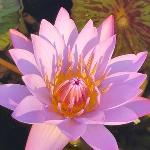 Meet your Posher, Cheli